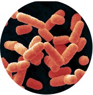 lactobacillus salivarius