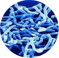 bifidobacterium longum