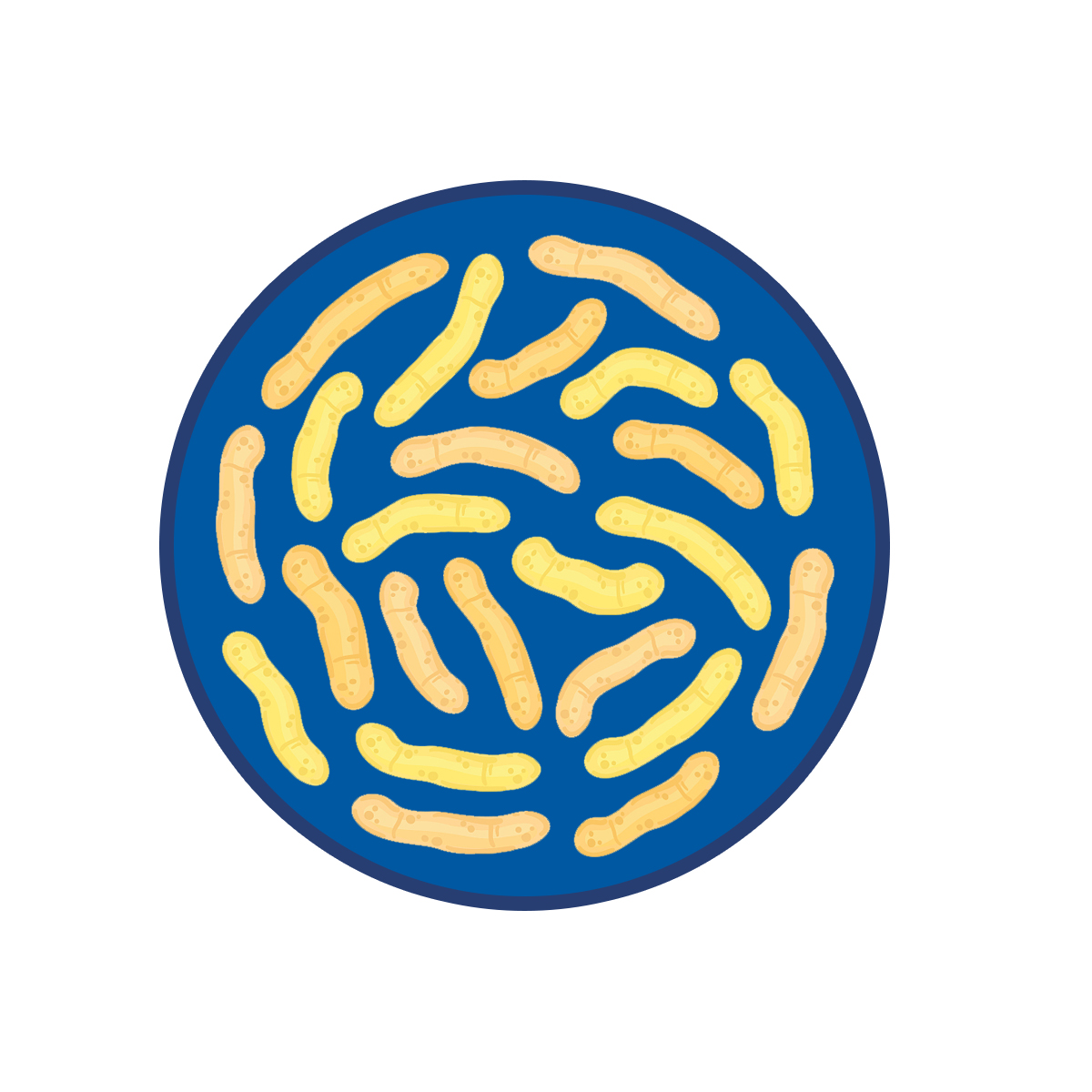 Lactobacillus paracasei ผงโปรไบโอติกในอุตสาหกรรมอาหาร