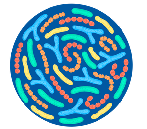 Anti-Helicobacter pylori premix ผงโปรไบโอติกสำหรับผู้ใหญ่