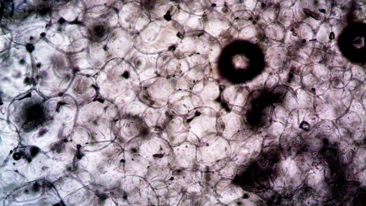 เพกตินในชีววิทยาคืออะไร