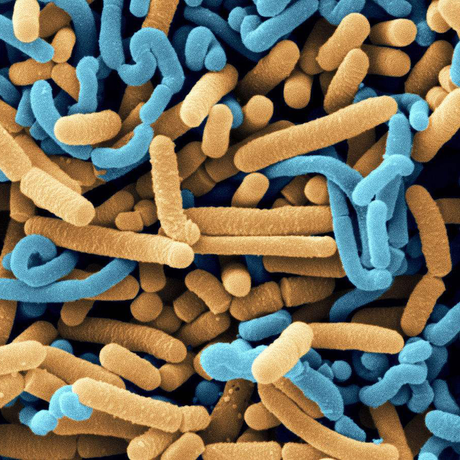 ผงโปรไบโอติก MonoStrain Lactobacillus Fermentum ในอุตสาหกรรมอาหารสำหรับน้ำผักผลไม้