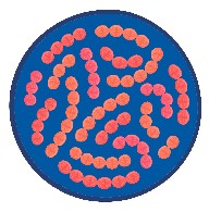 สเตรปโตคอคคัส เทอร์โมฟิลัส