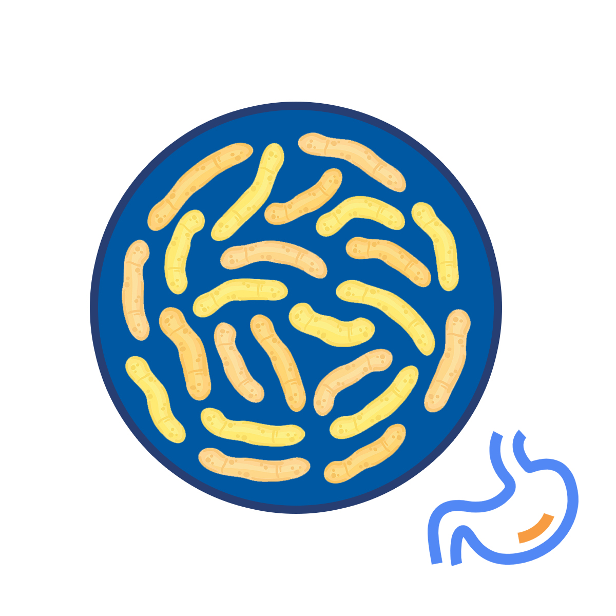 Anti-Helicobacter pylori premix ผงโปรไบโอติกสำหรับผู้ใหญ่