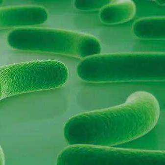 monostrain โปรไบโอติกผงอาหารเกรด lactobacillus acidophilus
